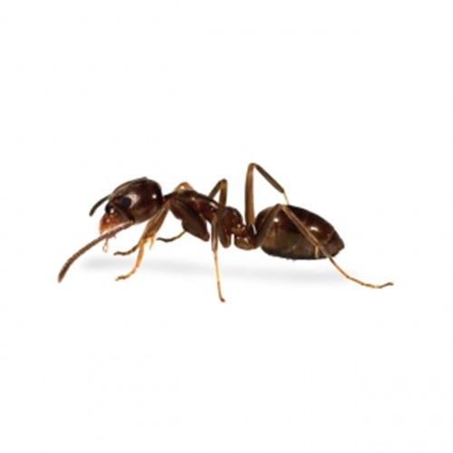 ant control services in Nairobi