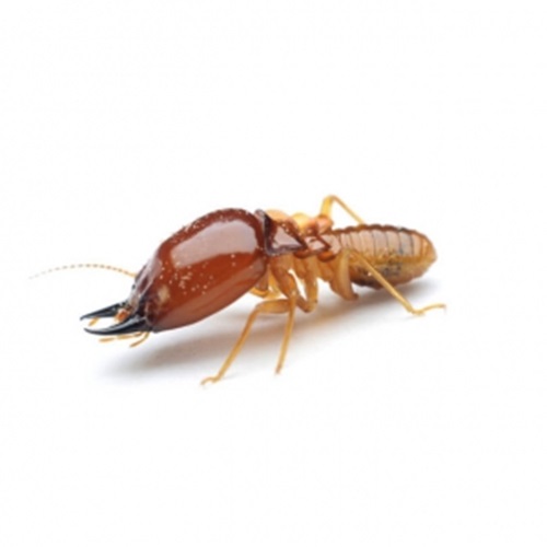 termite control services