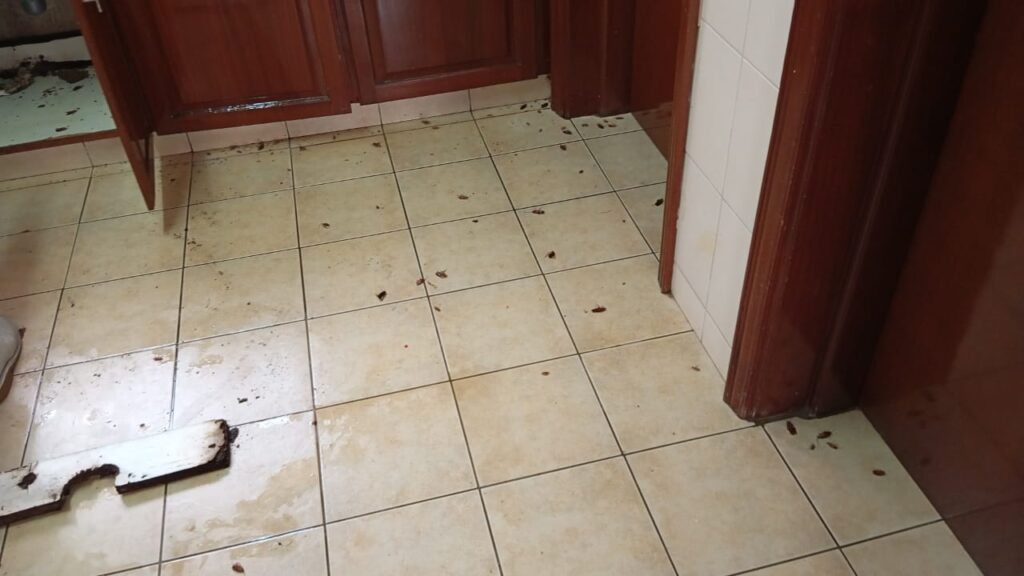 Cockroach Fumigation Prices in Nairobi kenya