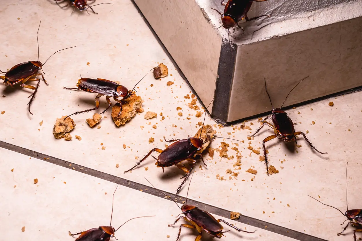 Best Insecticides for Cockroaches